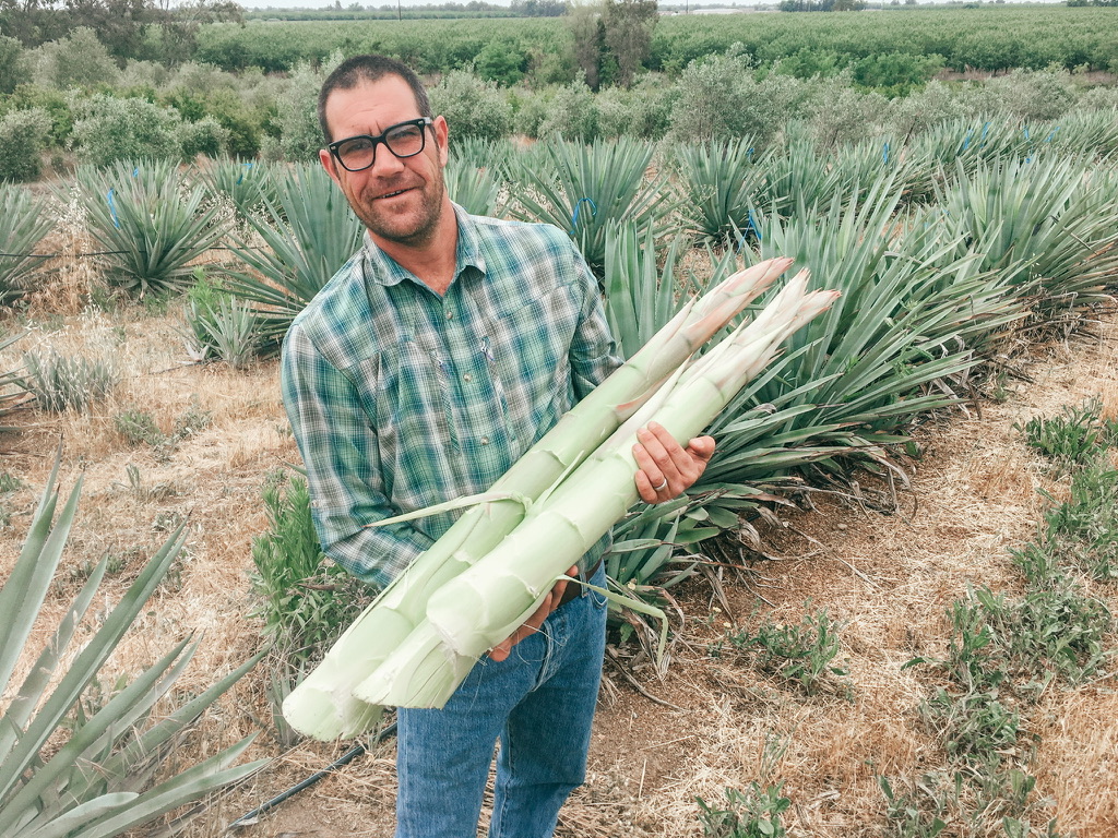 Steve Vierra in agave field